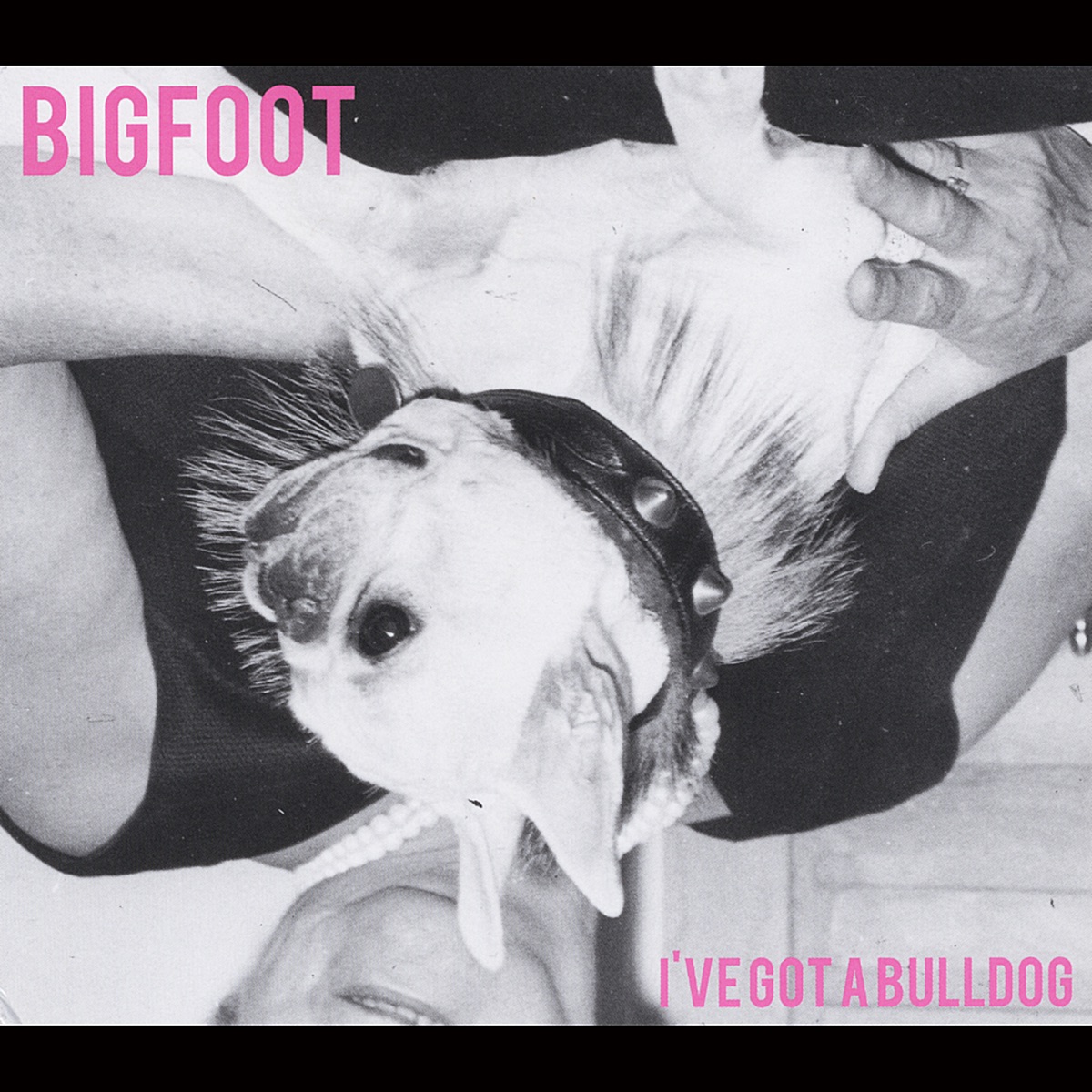 I've Got a Bulldog by Bigfoot album cover