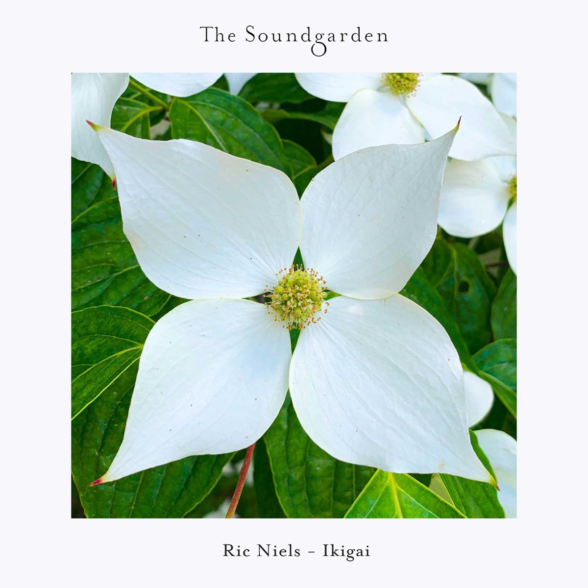 Ikigai - Single by Ric Niels album cover