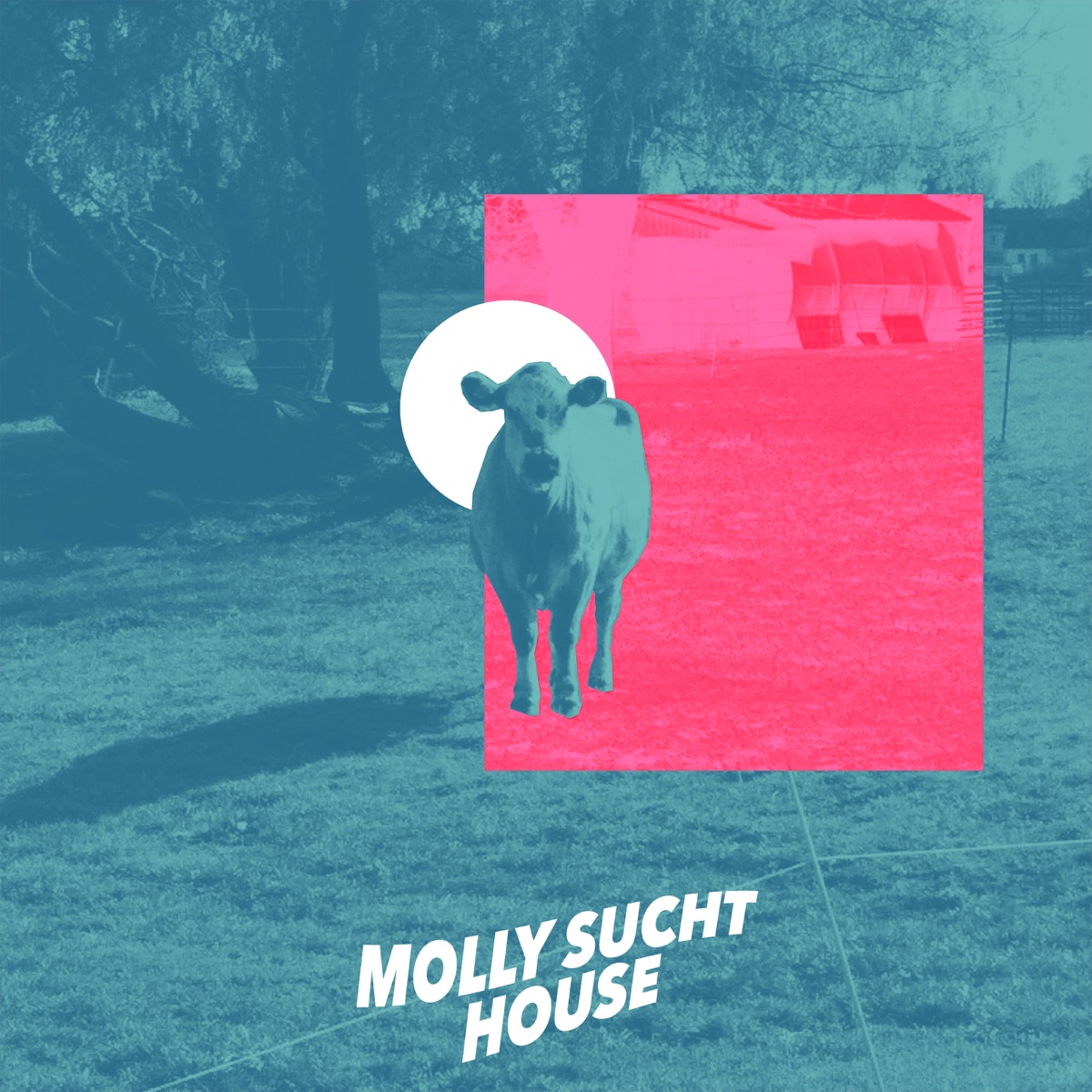 Molly sucht House by TEA & capajoe album cover