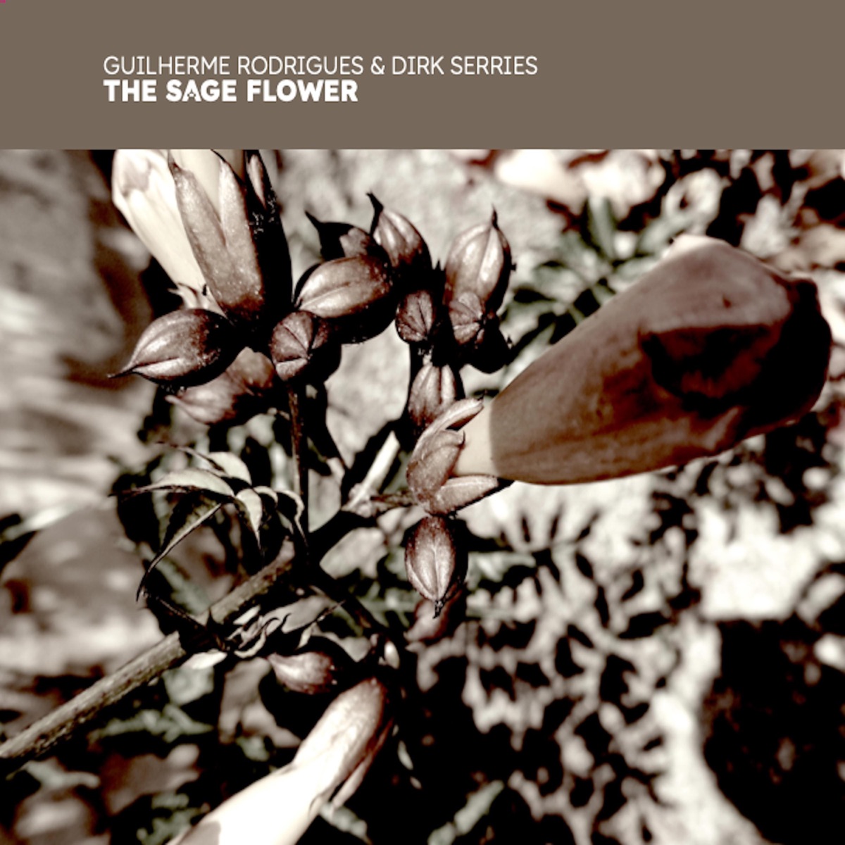 The Sage Flower (feat. Dirk Serries) by Guilherme Rodrigues album cover