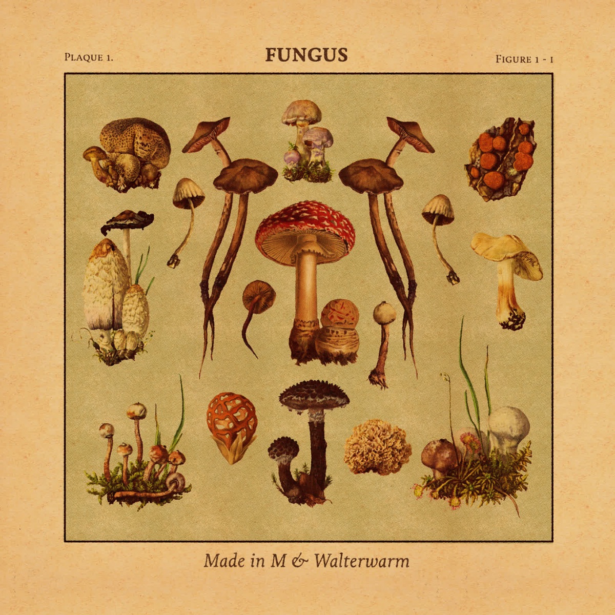 Fungus by WalterWarm & Made in M album cover