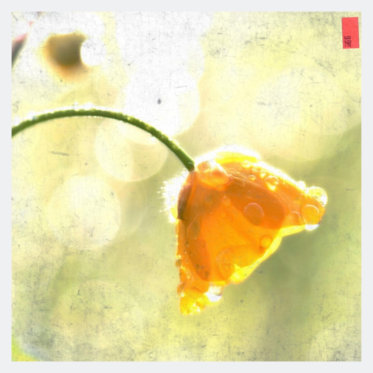Buttercup - Single by Sherwinn Dupes Brice album cover