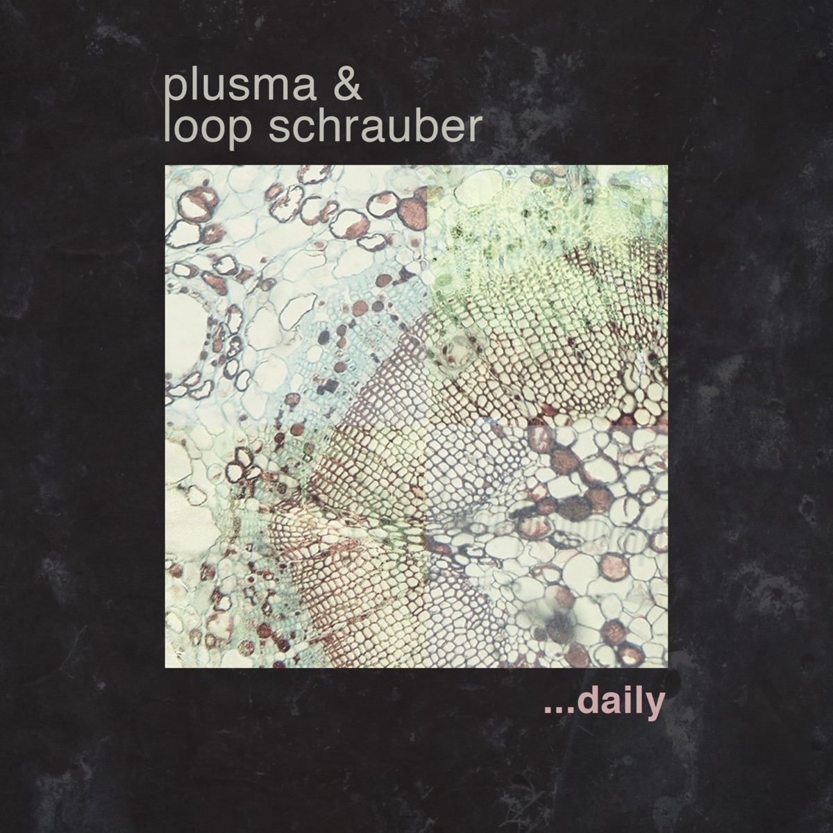 Daily - Single by Plusma & Loop Schrauber album cover