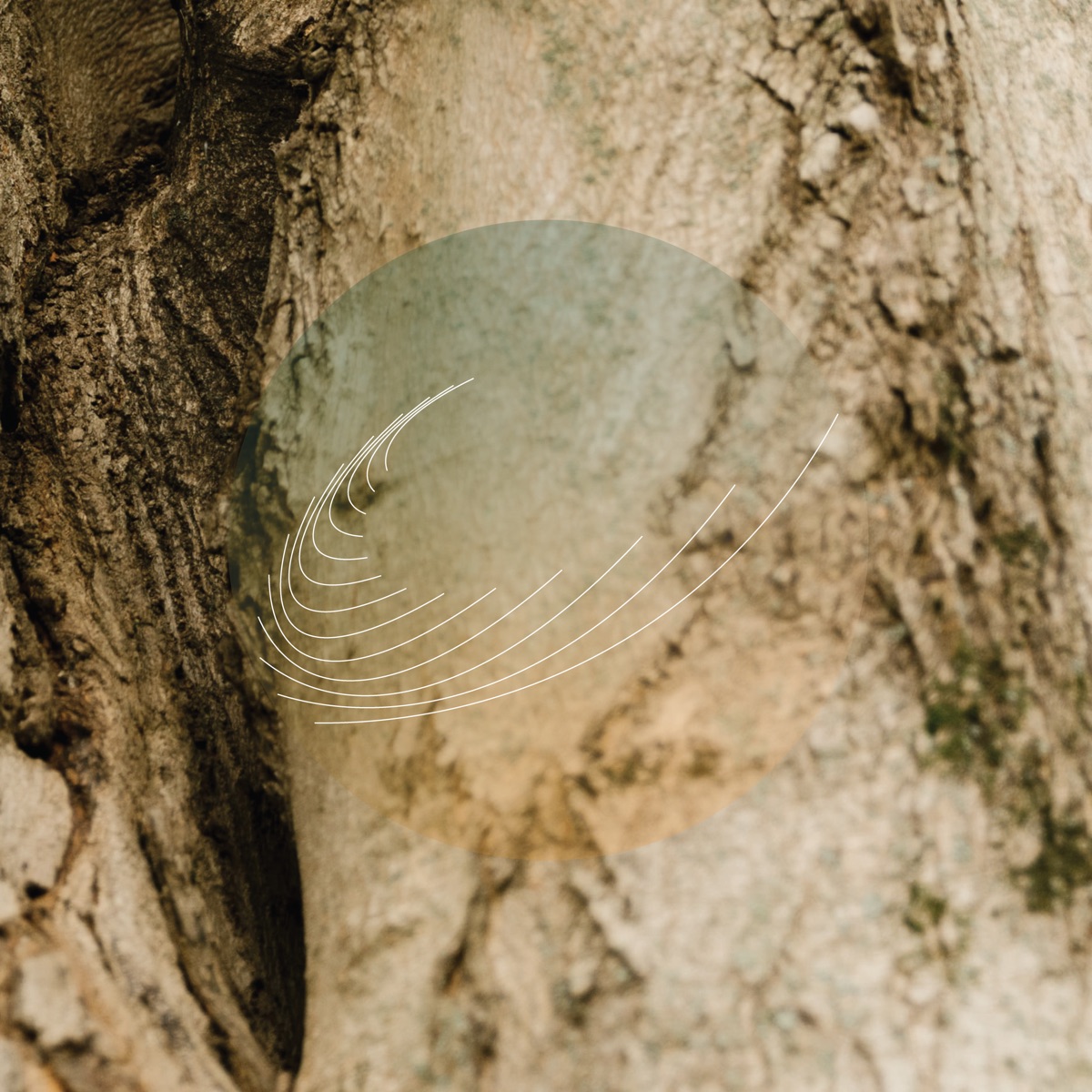 Maples, Ash, and Oaks: Cedars Instrumentals by Field Works album cover