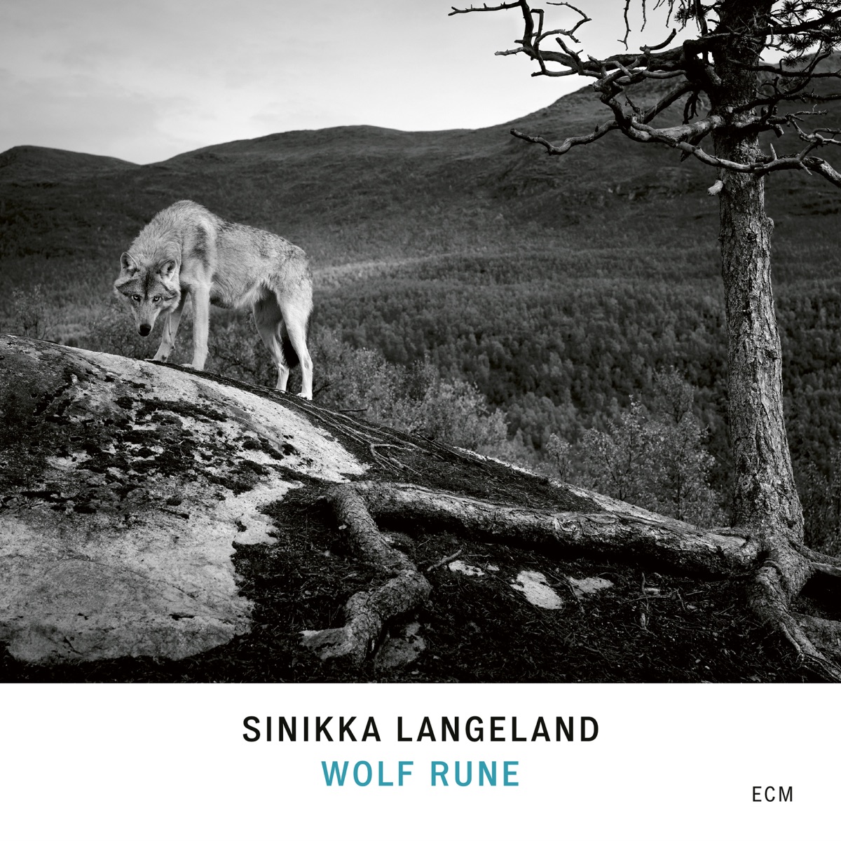 Wolf Rune by Sinikka Langeland album cover