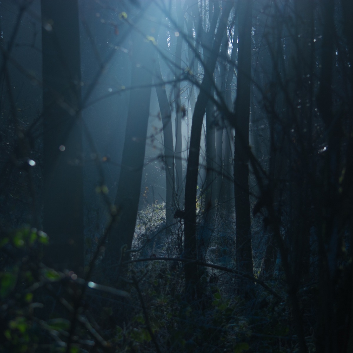 Dark Forest - Single by DJ AJ-MUZYK & Winston-Wolf album cover