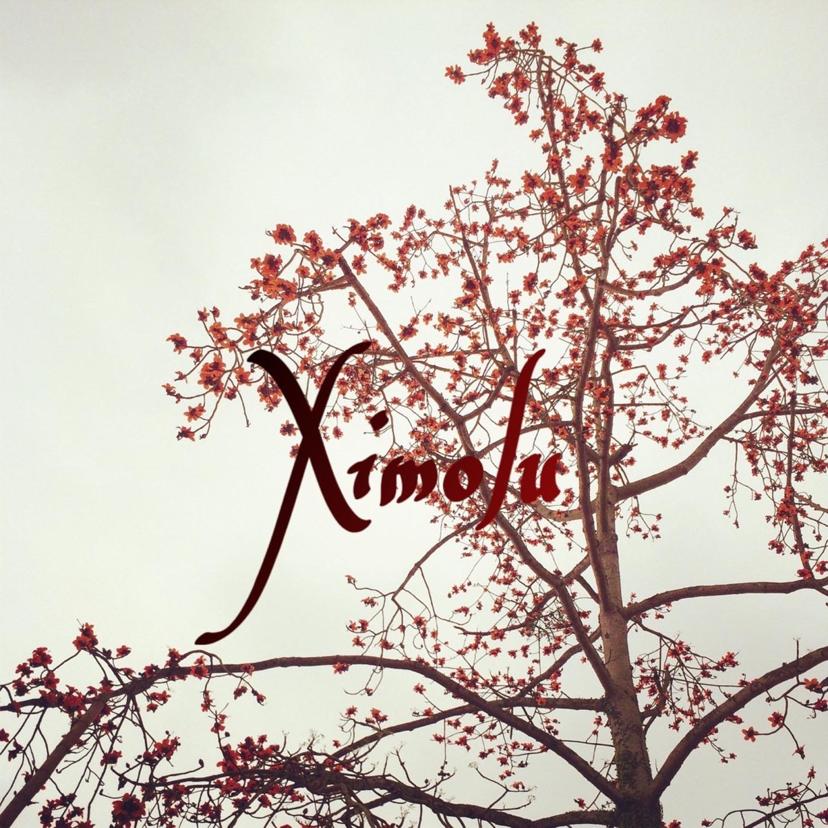 Ximolu - Single by Krishnakhi Goswami album cover