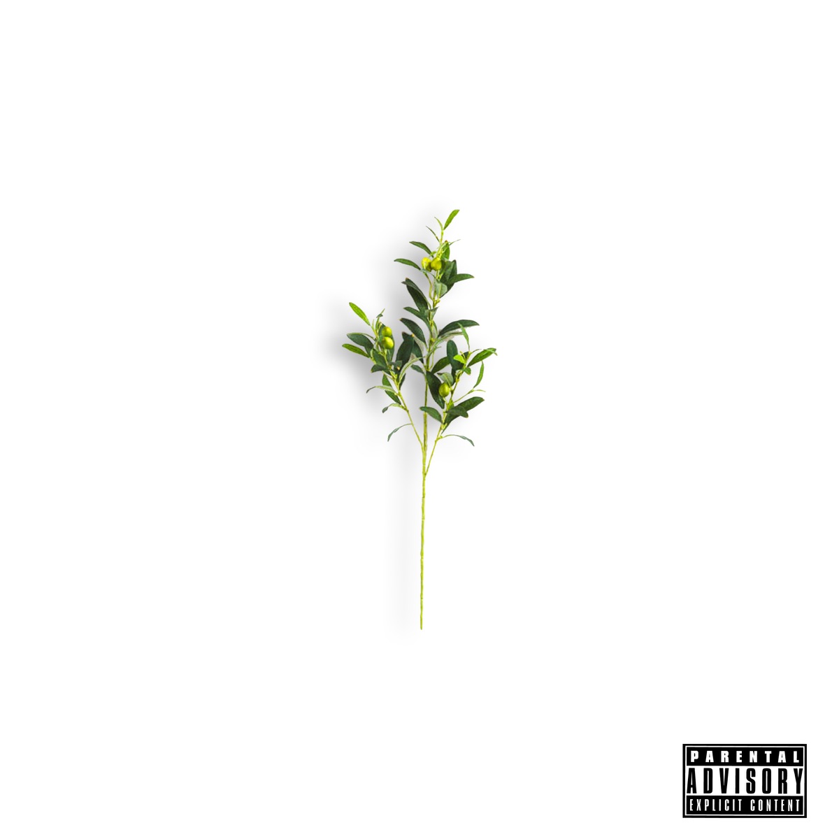 Olive Branch by Locksmith album cover