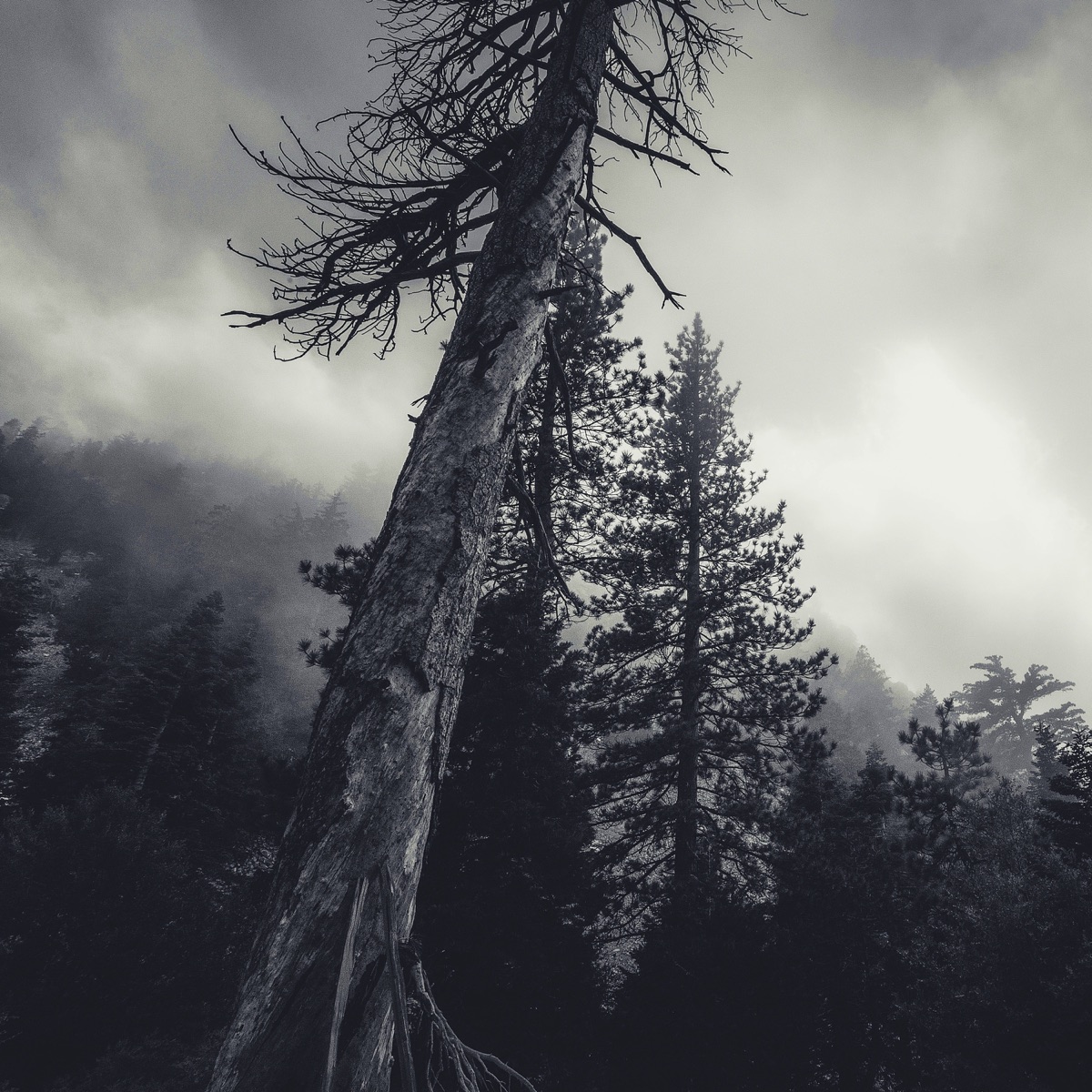 Pain - Single by Solitude album cover
