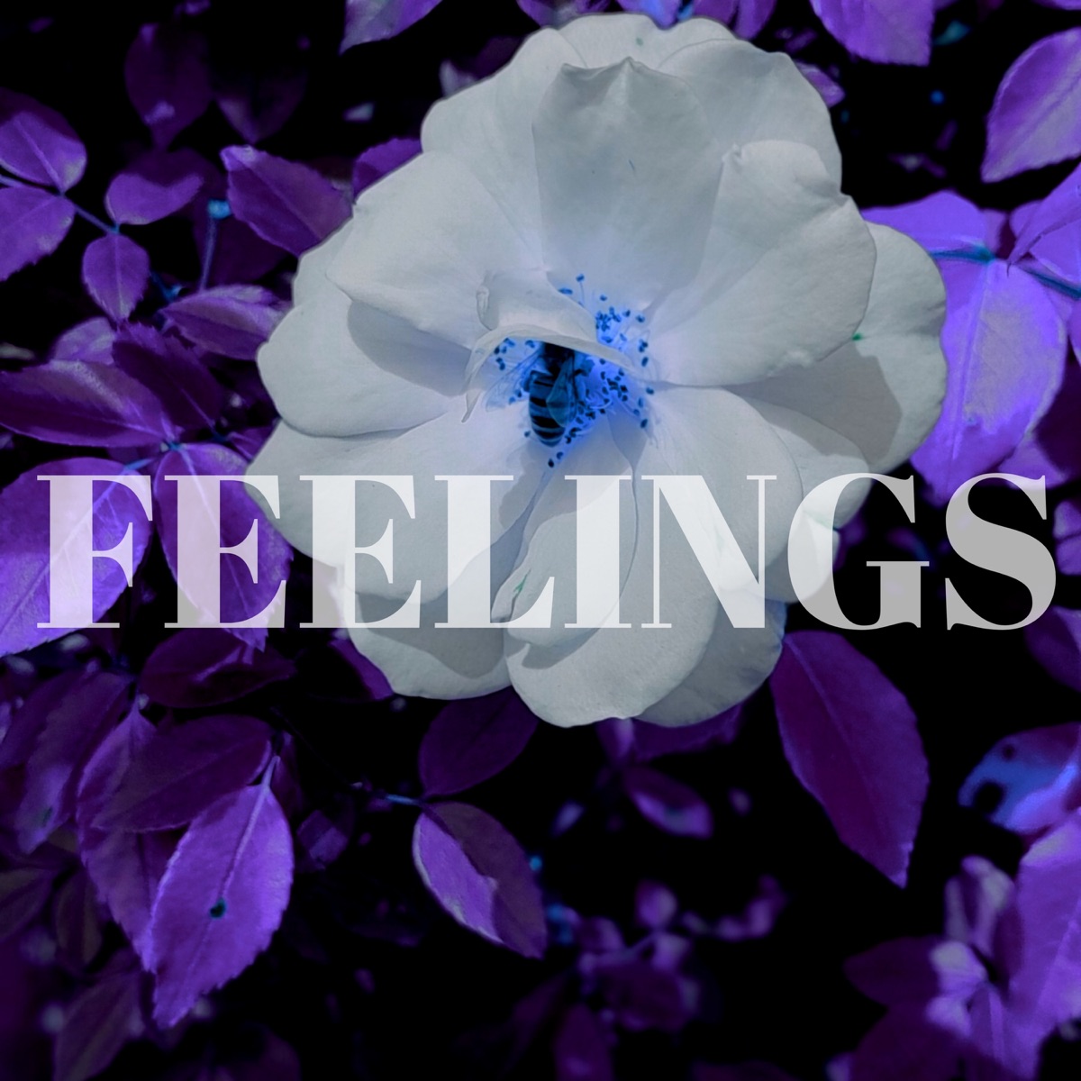 FEELINGS (Instrumental Versions) by Amohelang album cover