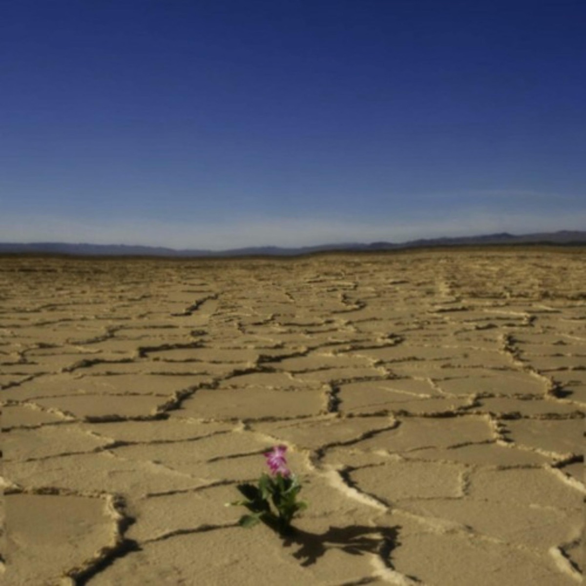 Eating Flowers (feat. ACEISONTHEFLOOR, CHINAMAN & DXNTJUMP) - Single by GunnarCRaps album cover