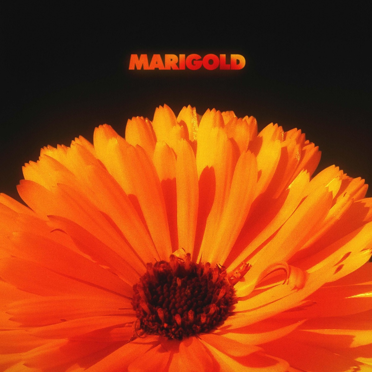 Marigold by Alex Isley & Jack Dine album cover