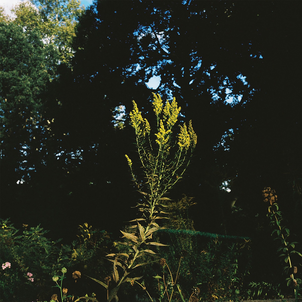 Music for Plants by Plants by Raul Romero album cover