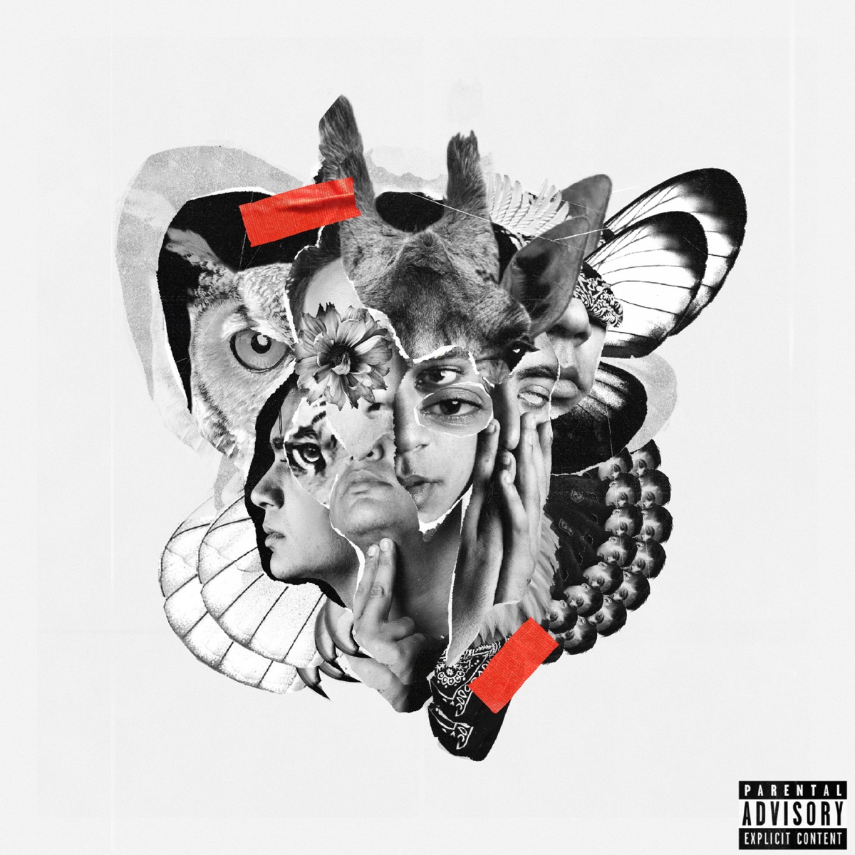 Jungle and Animals within by Panther album cover