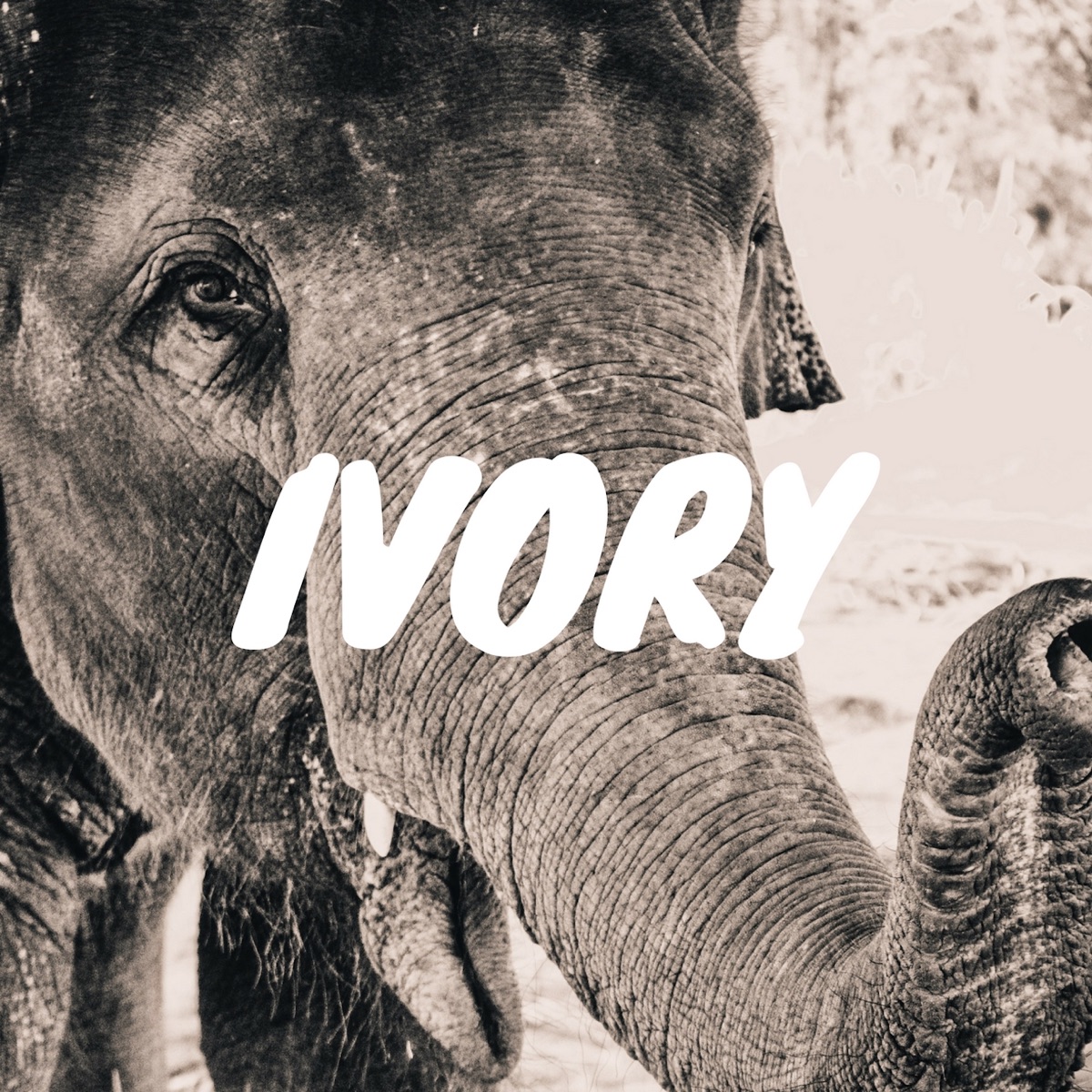 Ivory - Single by Kai Kahana album cover