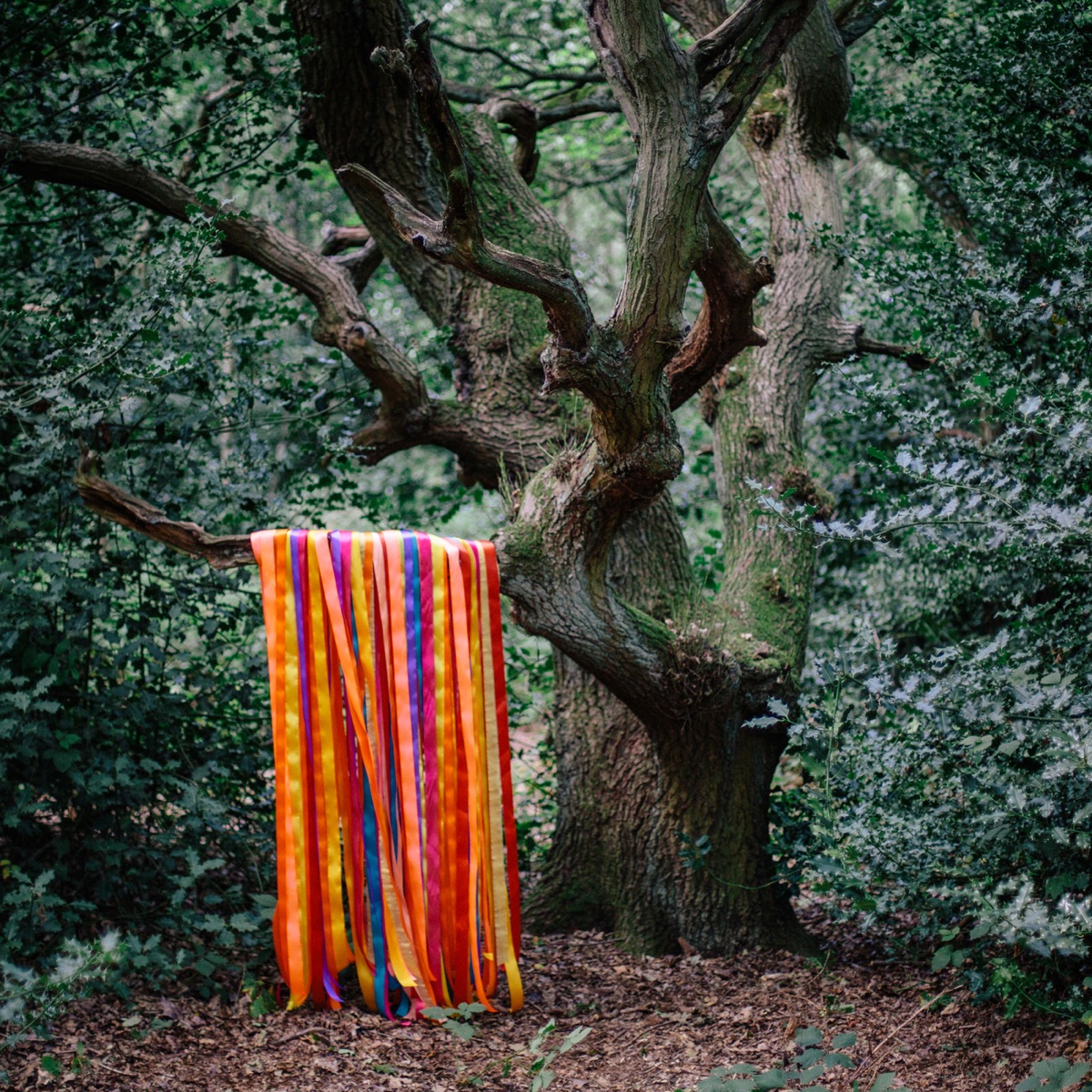 The Animal Spirits by James Holden & The Animal Spirits album cover