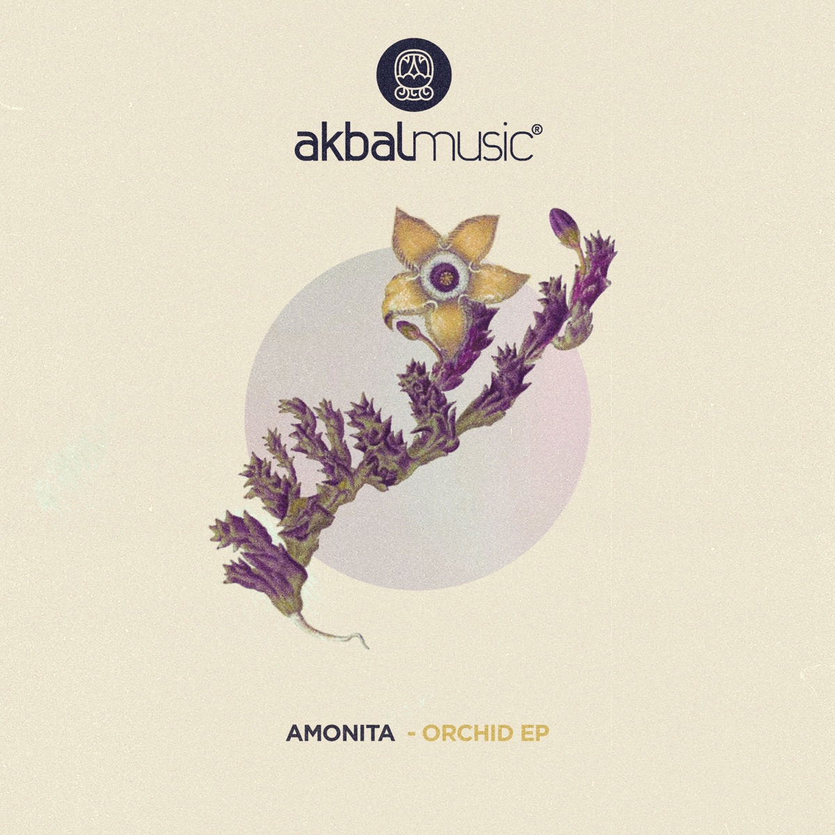 Orchid EP by Amonita album cover