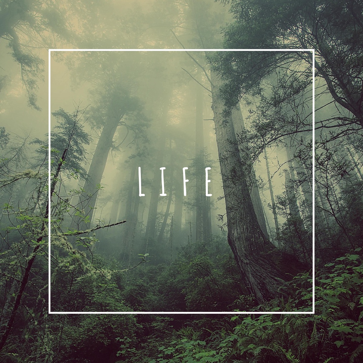 Life by Phlocalyst album cover