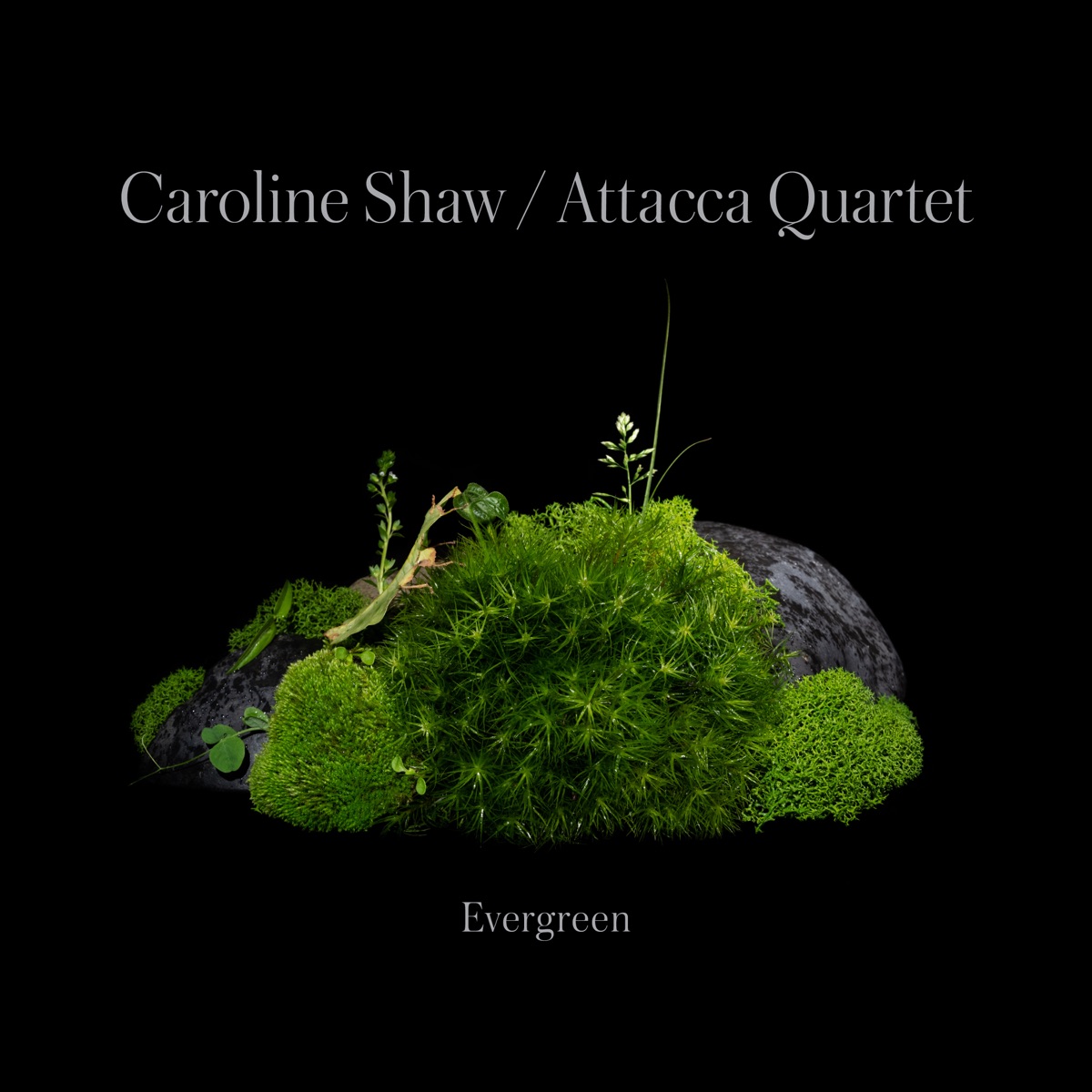 Caroline Shaw: Evergreen by Caroline Shaw & Attacca Quartet album cover