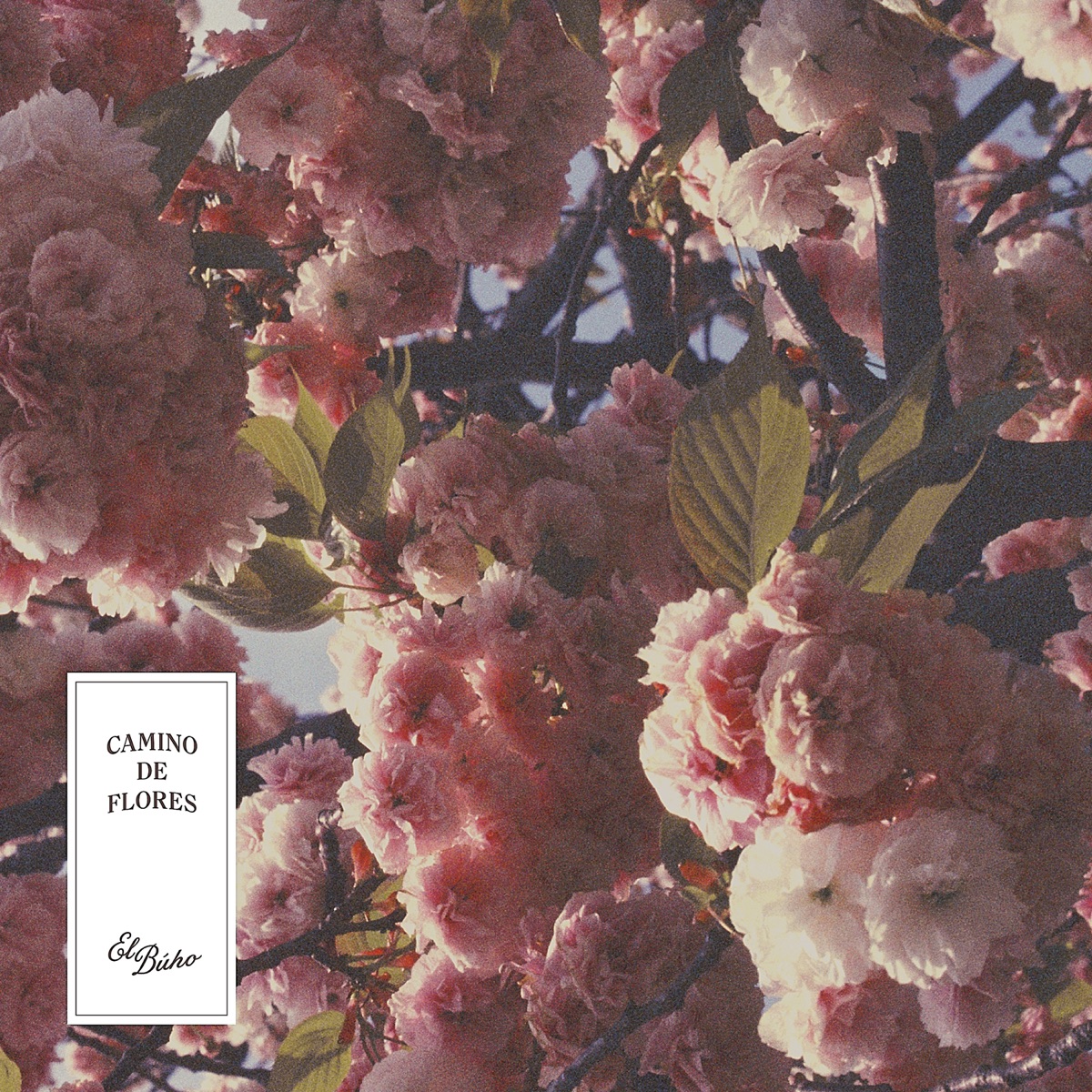 Camino De Flores by El Búho album cover