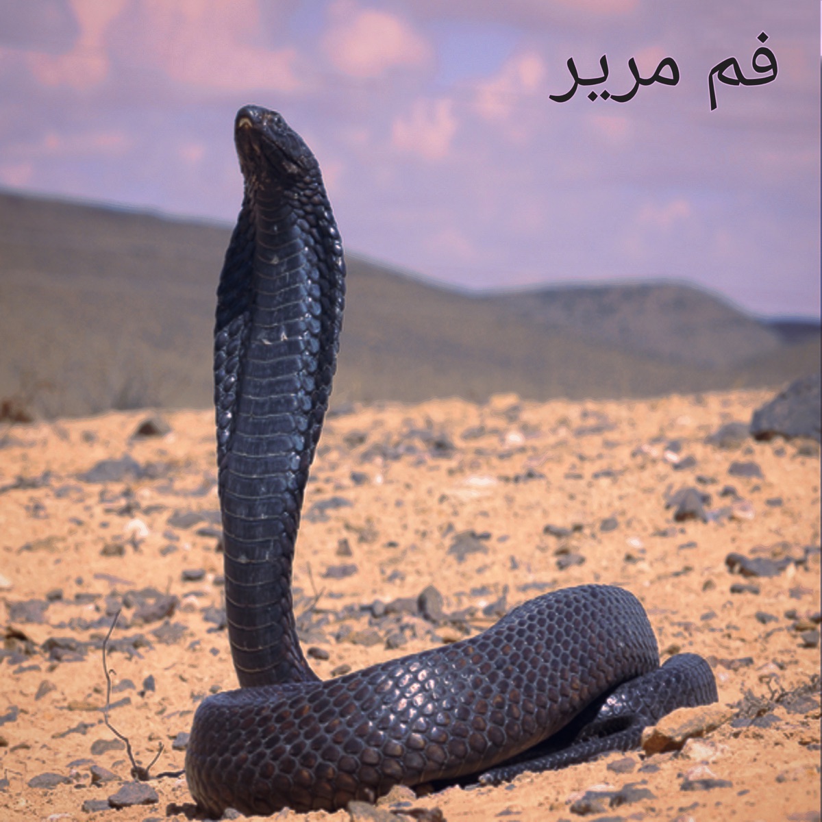 فم مرير - Single by superbia DMD album cover