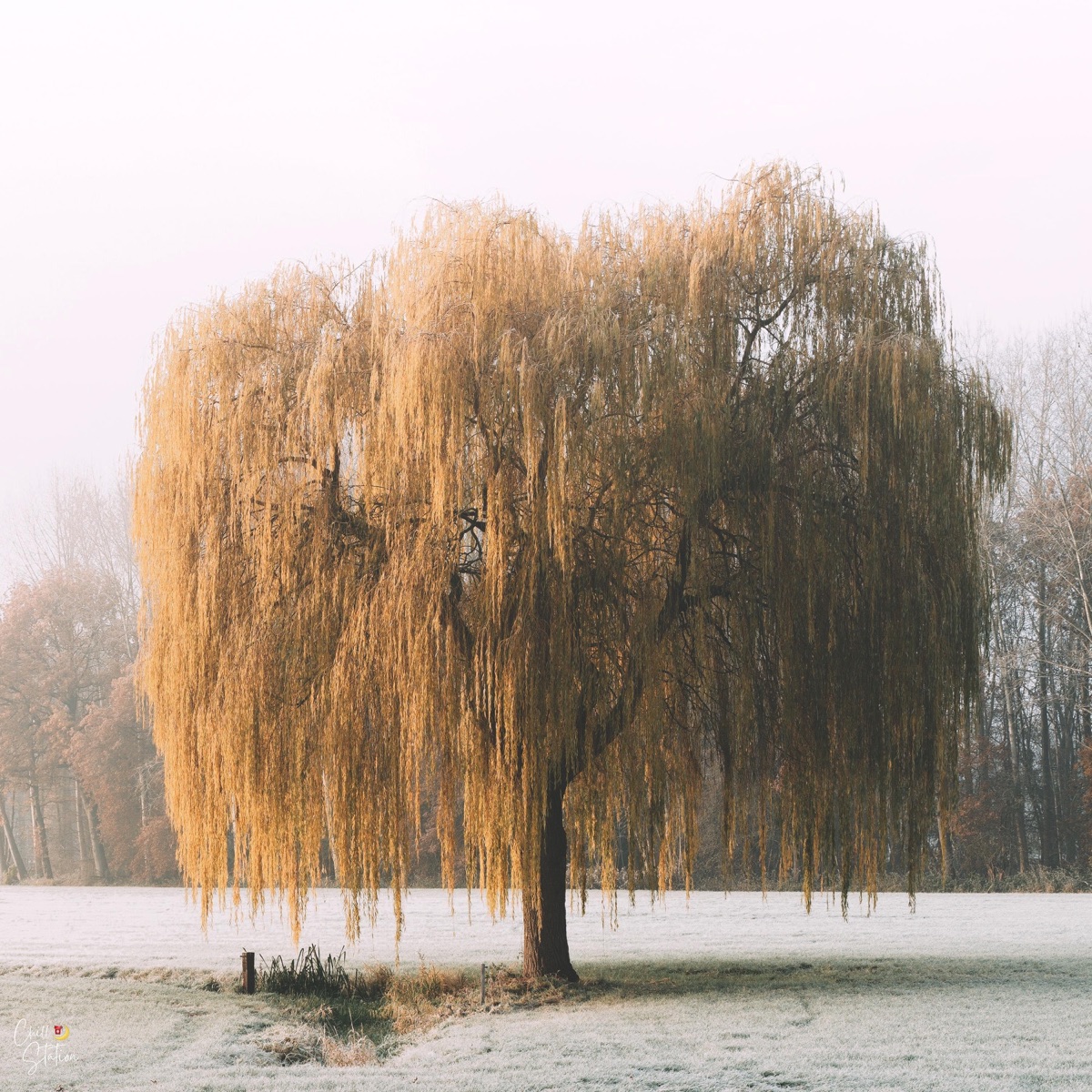 Willow - Single by oxinym & Chill Station album cover