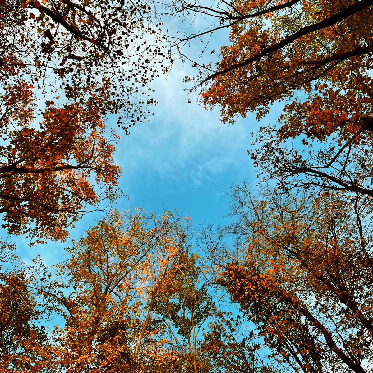 Herbstfarben - Single by alibi & Liuz album cover