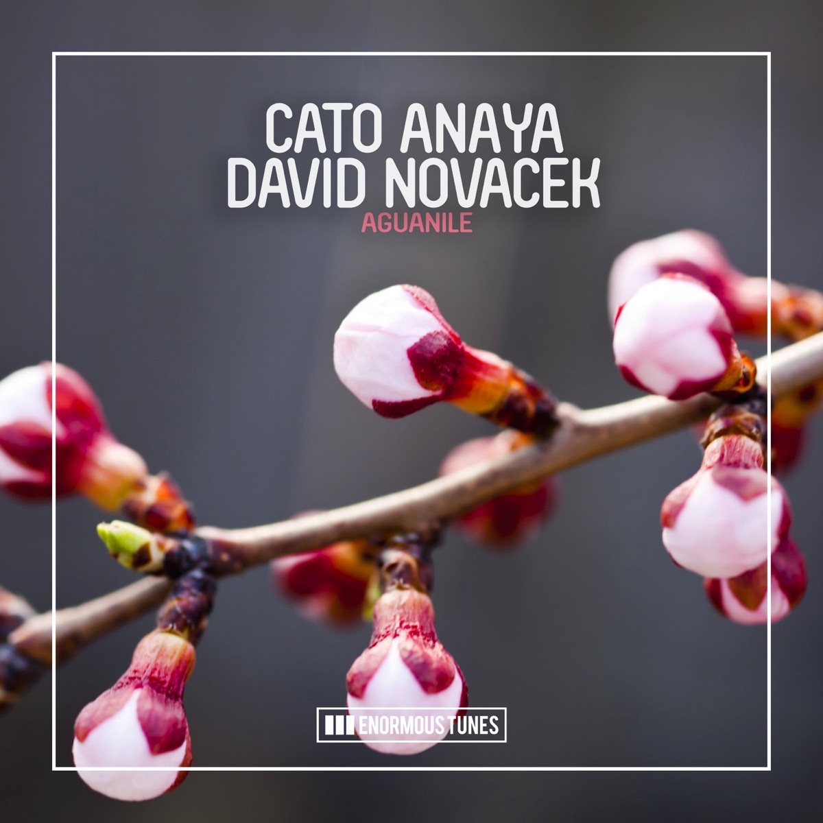 Aguanile - Single by Cato Anaya & David Novacek album cover