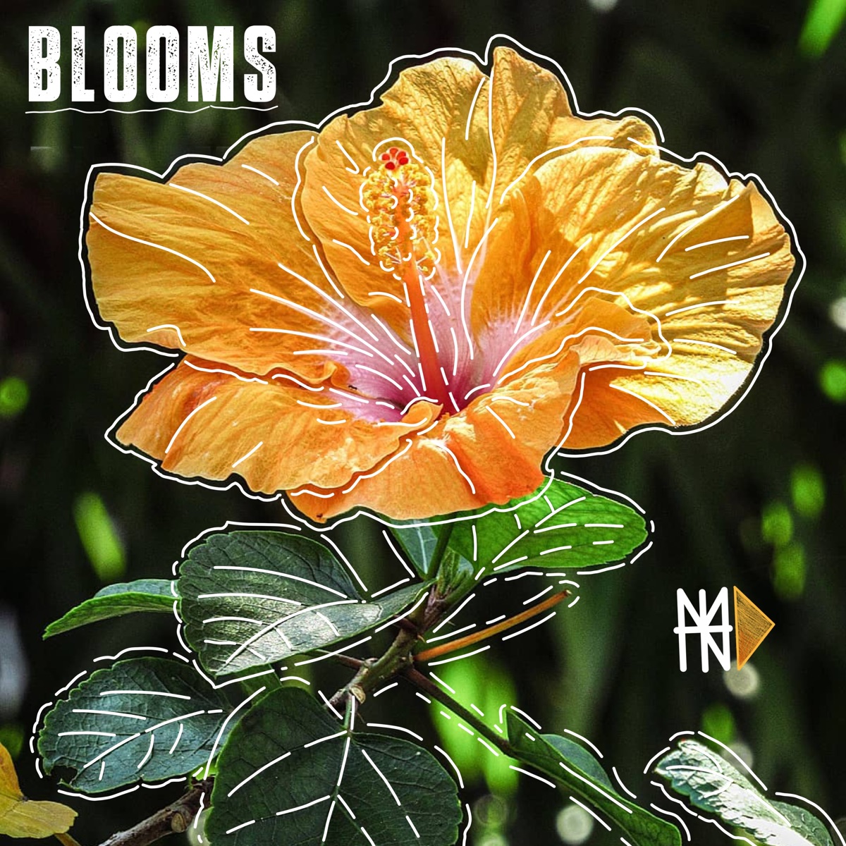 Blooms - Single by HAKAN DAICHI album cover