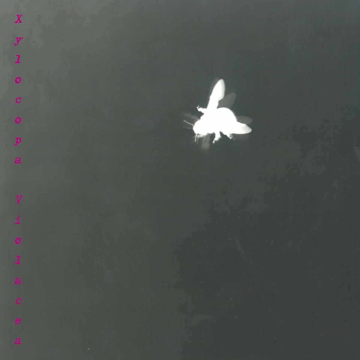 Ronchetti: Xylocopa Violacea by Barbara Maurer album cover