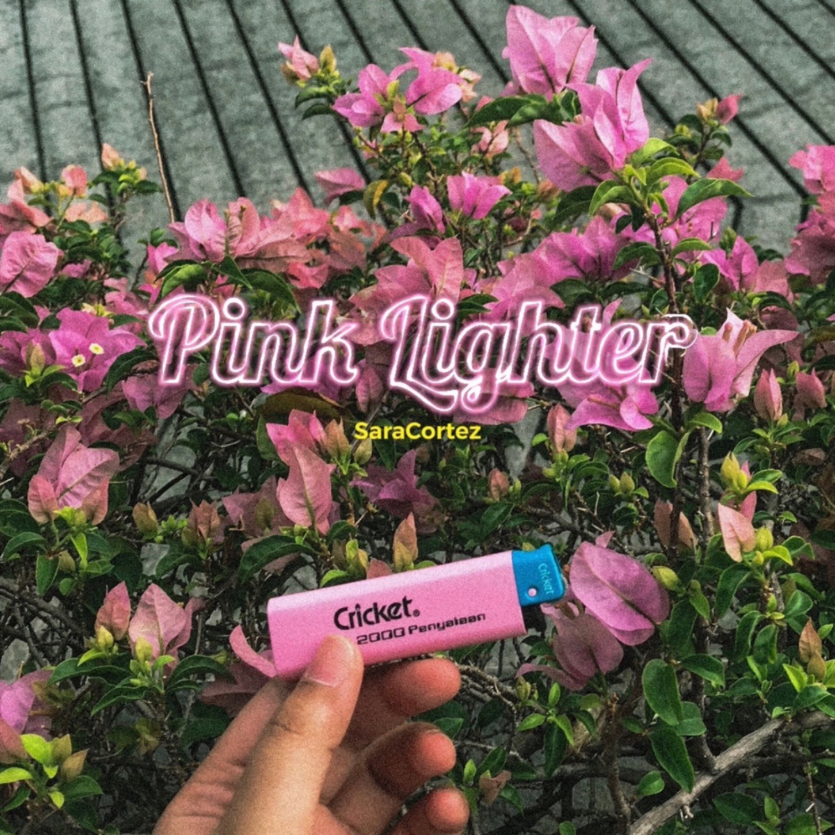 Pink Lighter - Single by SaraCortez album cover