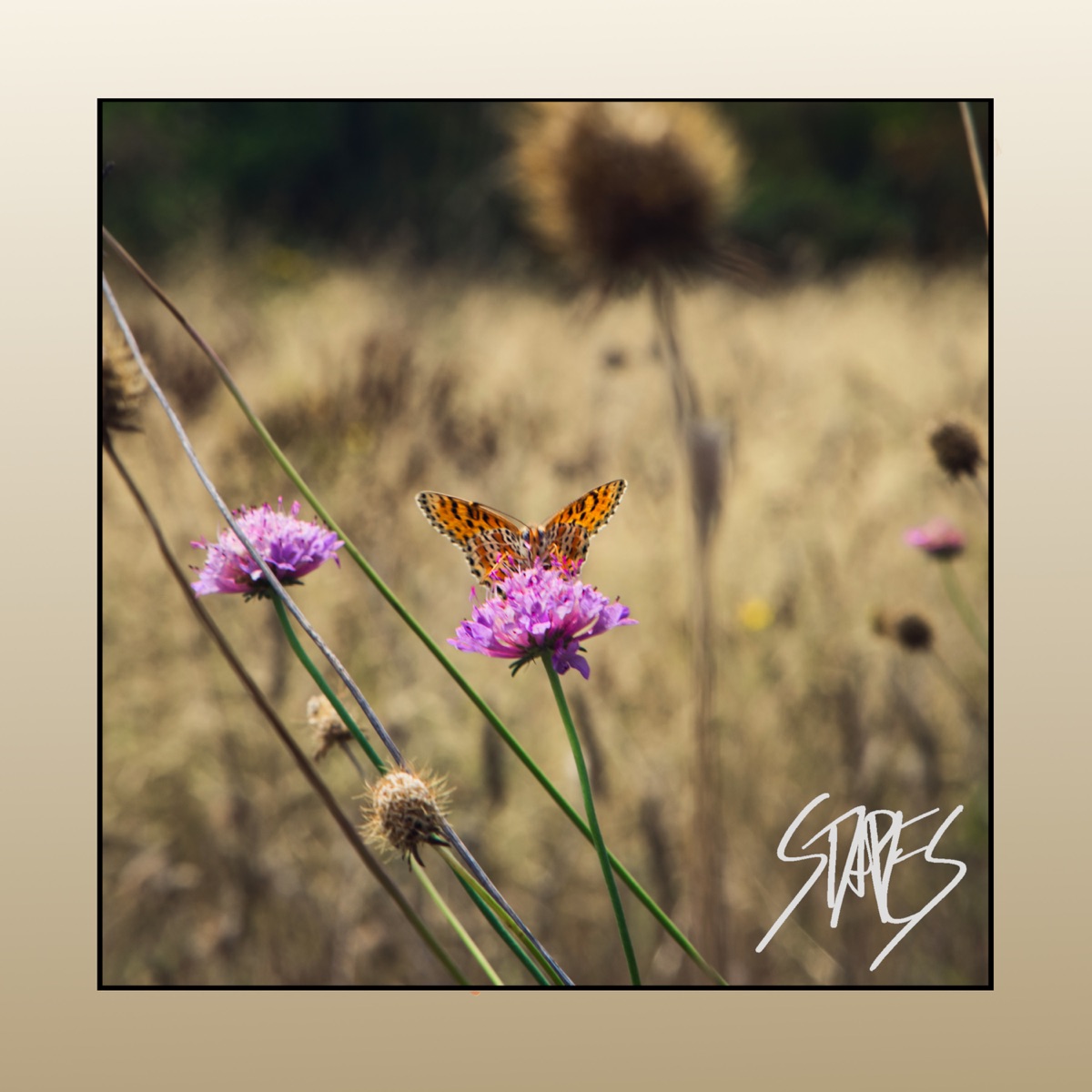 Daydreaming - Single by Stapes album cover