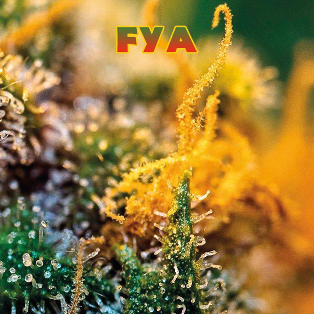 Fya - Single by Guettoruts album cover