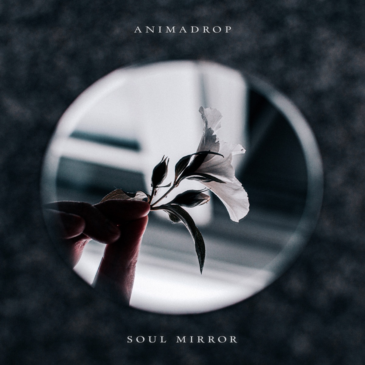 Soul Mirror - Single by Animadrop album cover