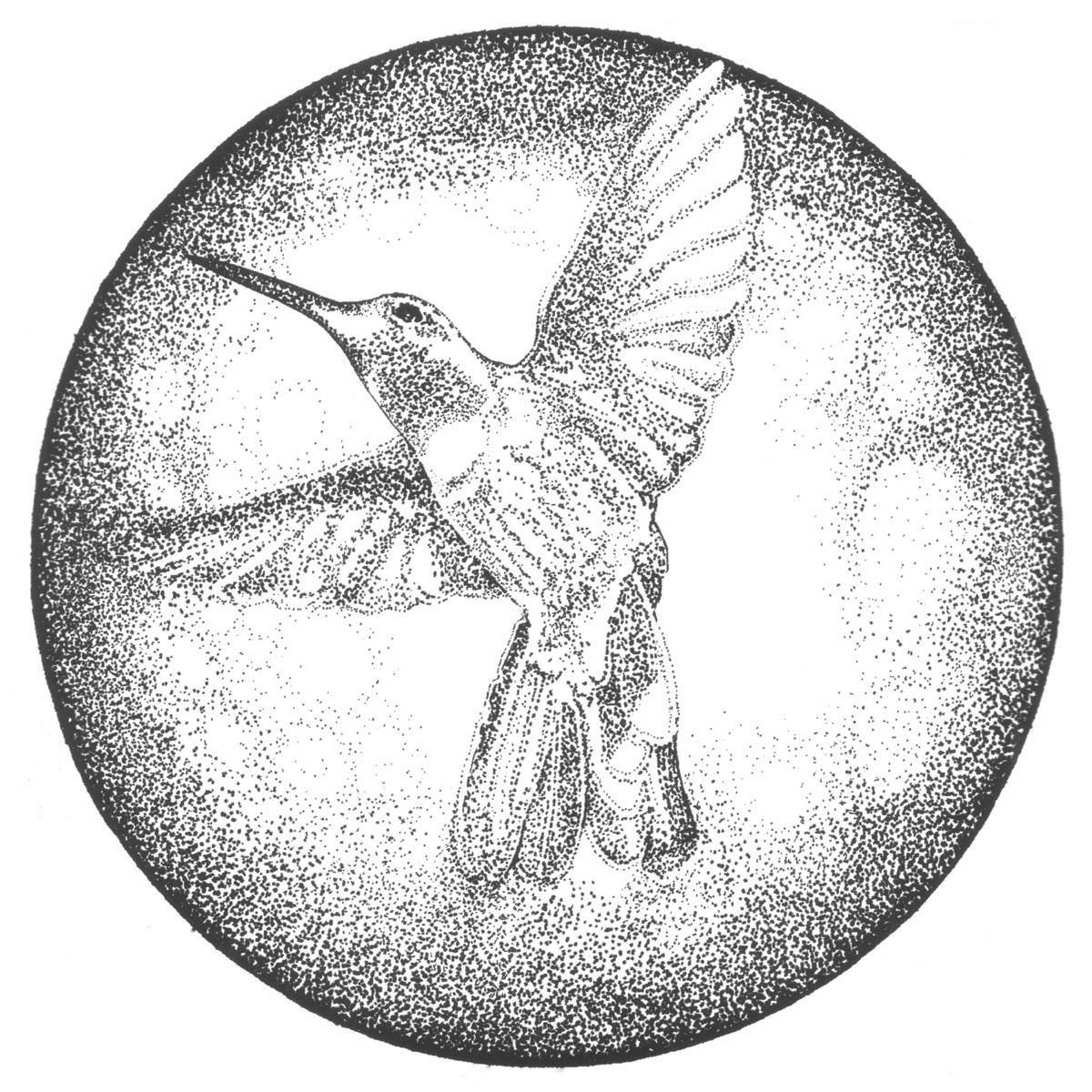 Dragonflies & Hummingbirds by Paulin Voss album cover
