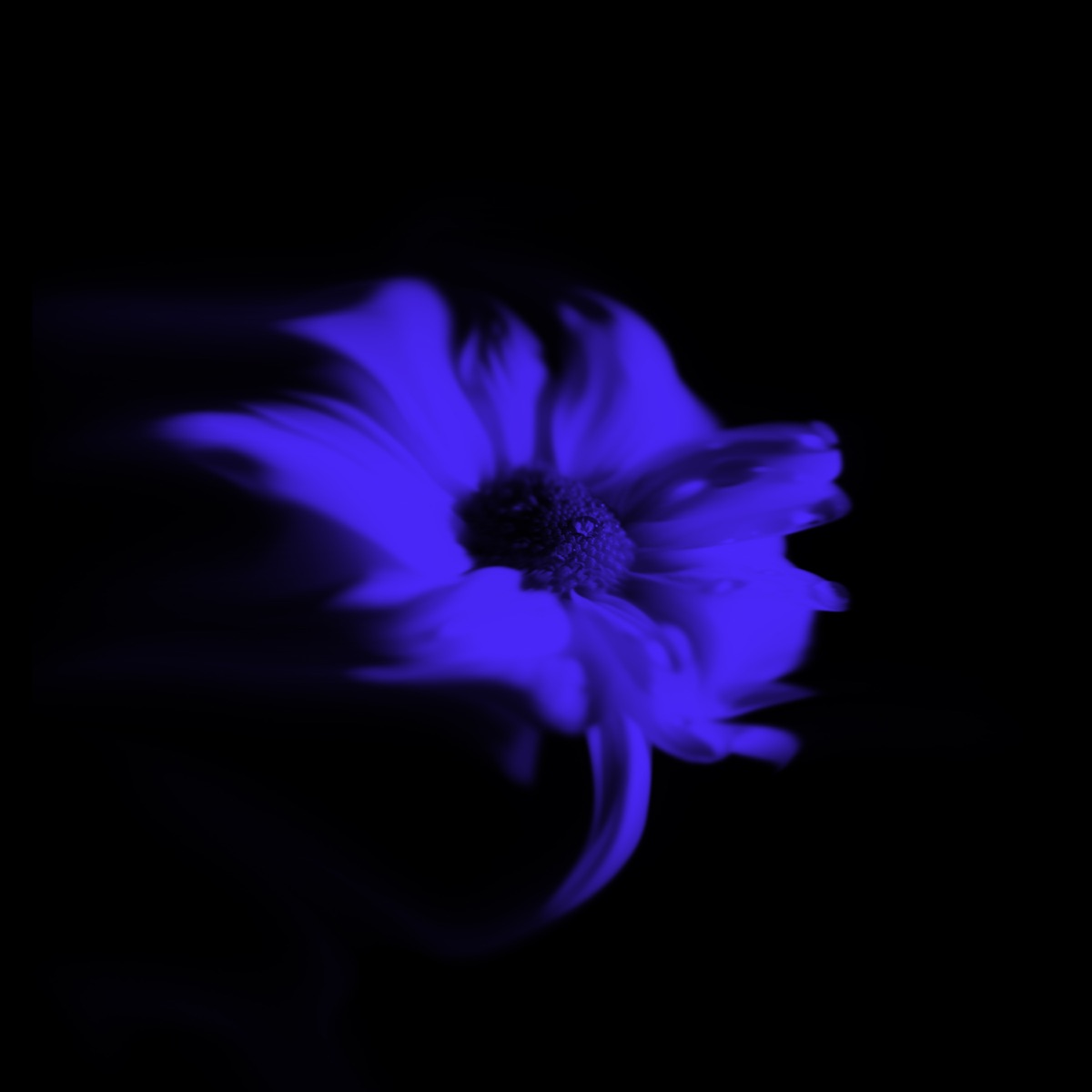 Не Несите Цветы - Single by WHYSI album cover