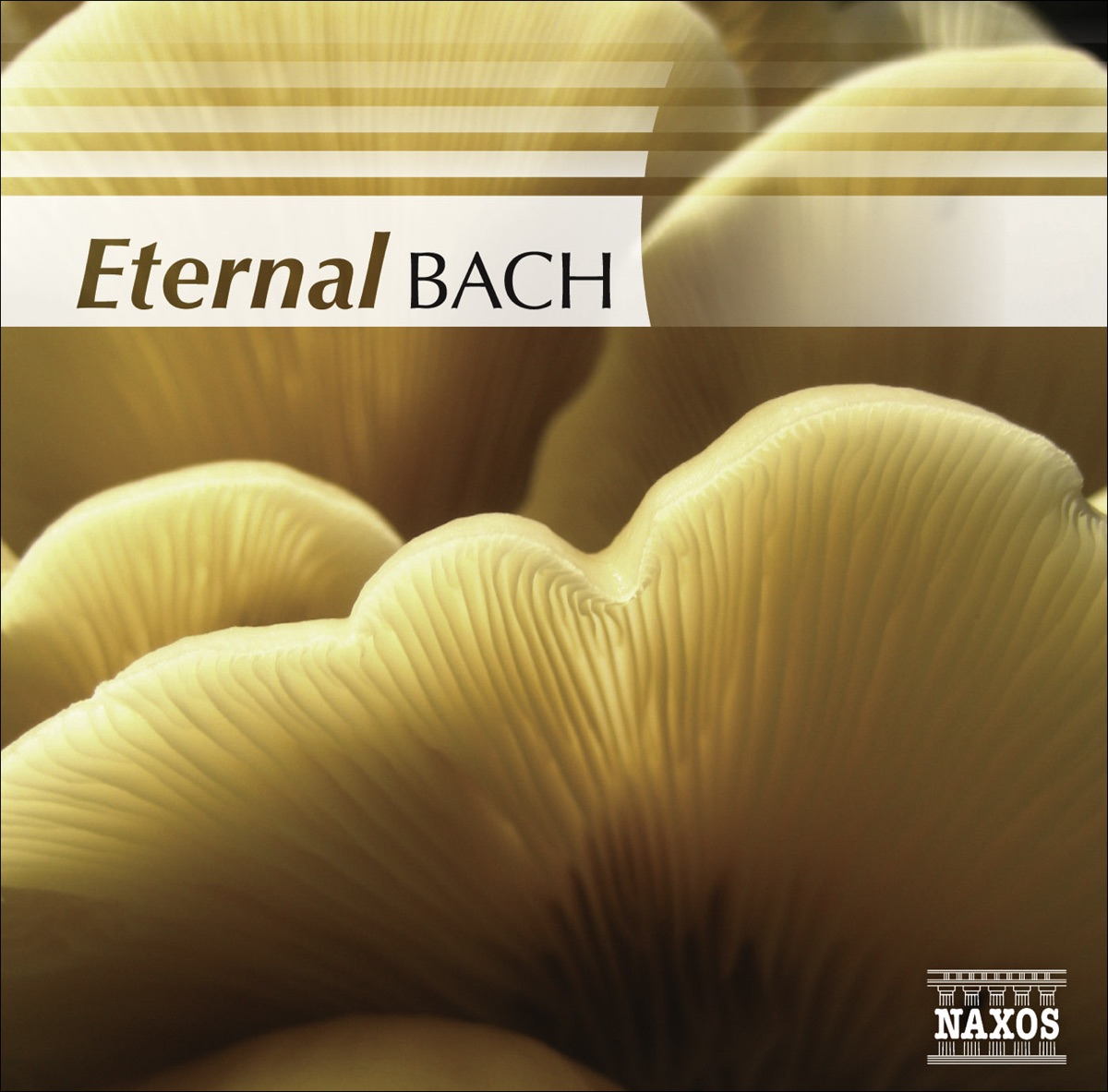 BACH: Eternal by Luc Beausejour, János Sebestyén, Helmut Müller-Brühl, Cologne Chamber Orchestra, Jenő Jandó, Oxford Schola Cantorum, Jeremy Summerly, Northern Chamber Orchestra, Christian Hommel, Marianne Beate Kielland, Wolfgang Rübsam, Kolja Blacher, Dresden Chamber Choir, Hungarian Radio Chorus, Mátyás Antal, Budapest Failoni Chamber Orchestra, Christine Pichlmeier & Lisa Stewart album cover