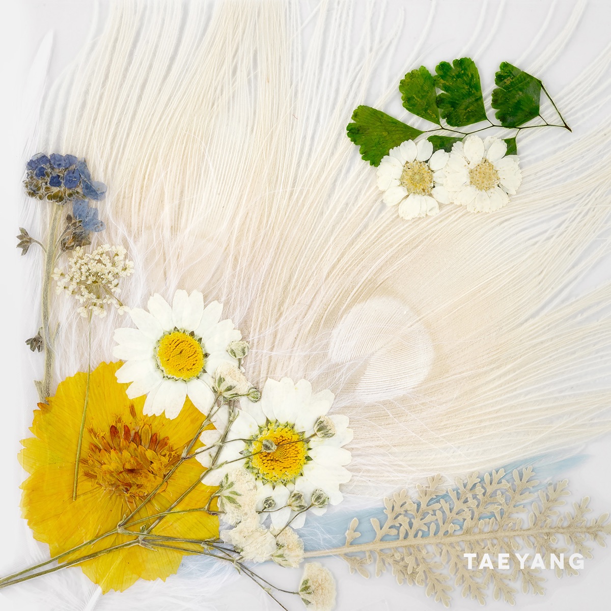 WHITE NIGHT by TAEYANG album cover