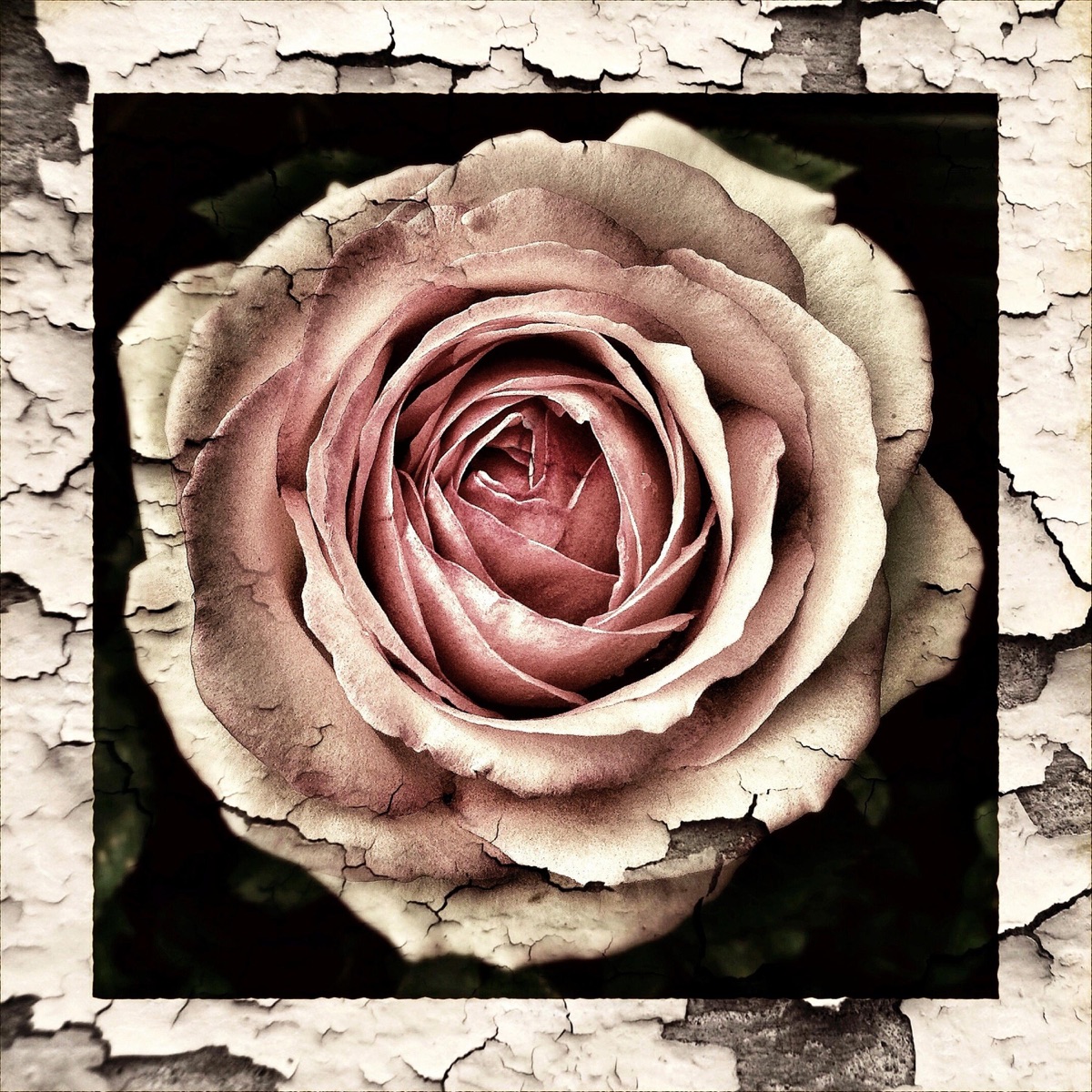 Wir - Single by pacco album cover