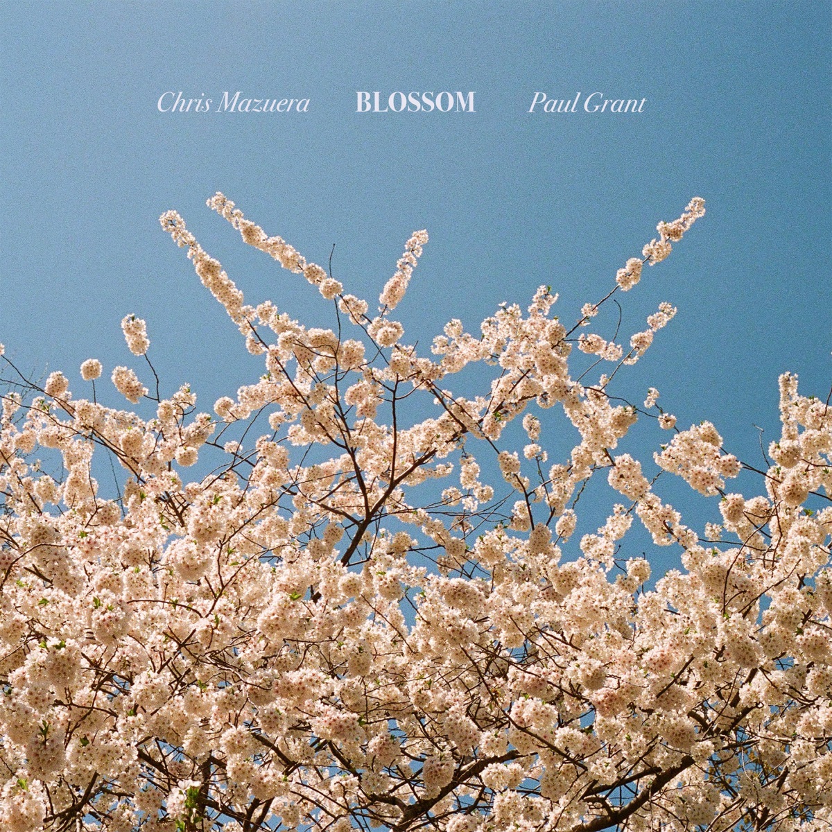 Blossom - Single by Chris Mazuera & Paul Grant album cover