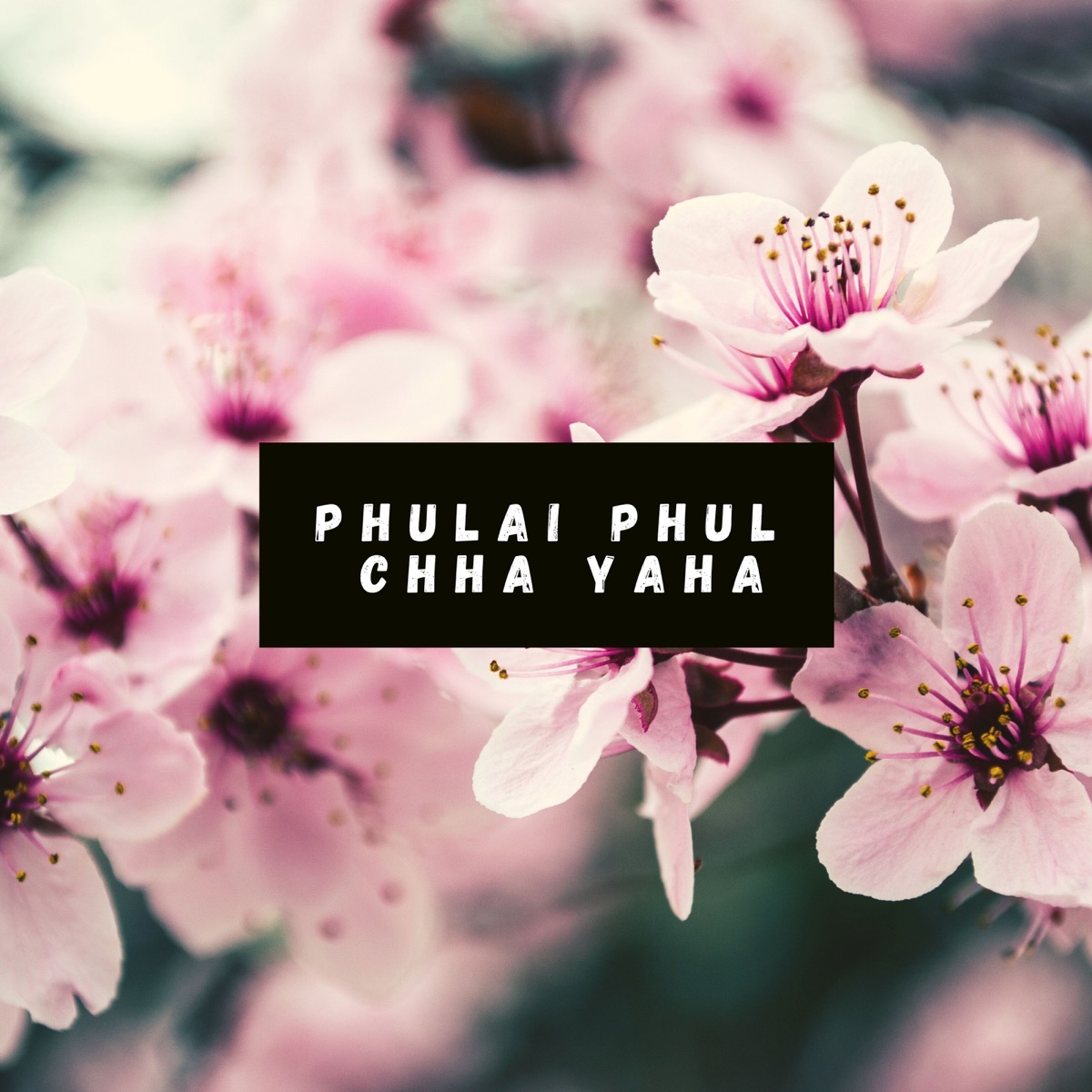 Phulai Phul Chha Yaha (feat. Sabnam Gurung) - Single by Sanup Paudel album cover