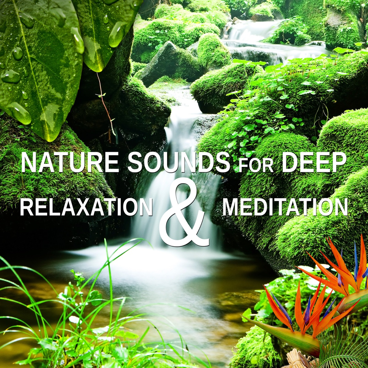 Nature Sounds for Deep Relaxation & Meditation: Music to Quiet Your Mind, Blissful Sleep, Sooth Your Soul, Reiki Healing & Yoga by Relaxing Nature Sounds Collection album cover