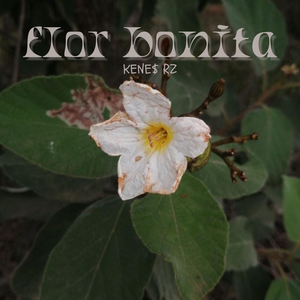flor bonita - Single by Kene$ & Rz album cover
