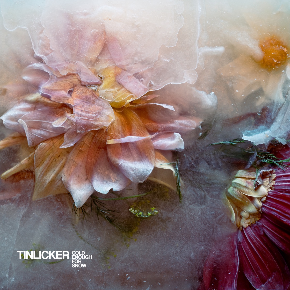 Cold Enough For Snow by Tinlicker album cover