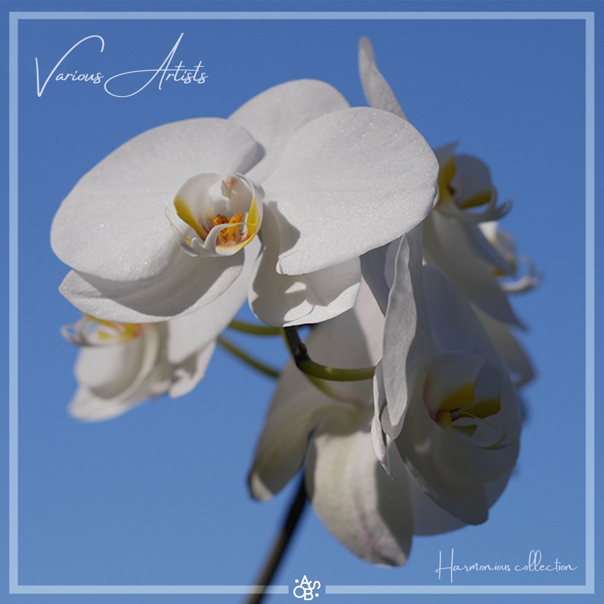Bloomsburry - Single by Ivan Sandhas album cover