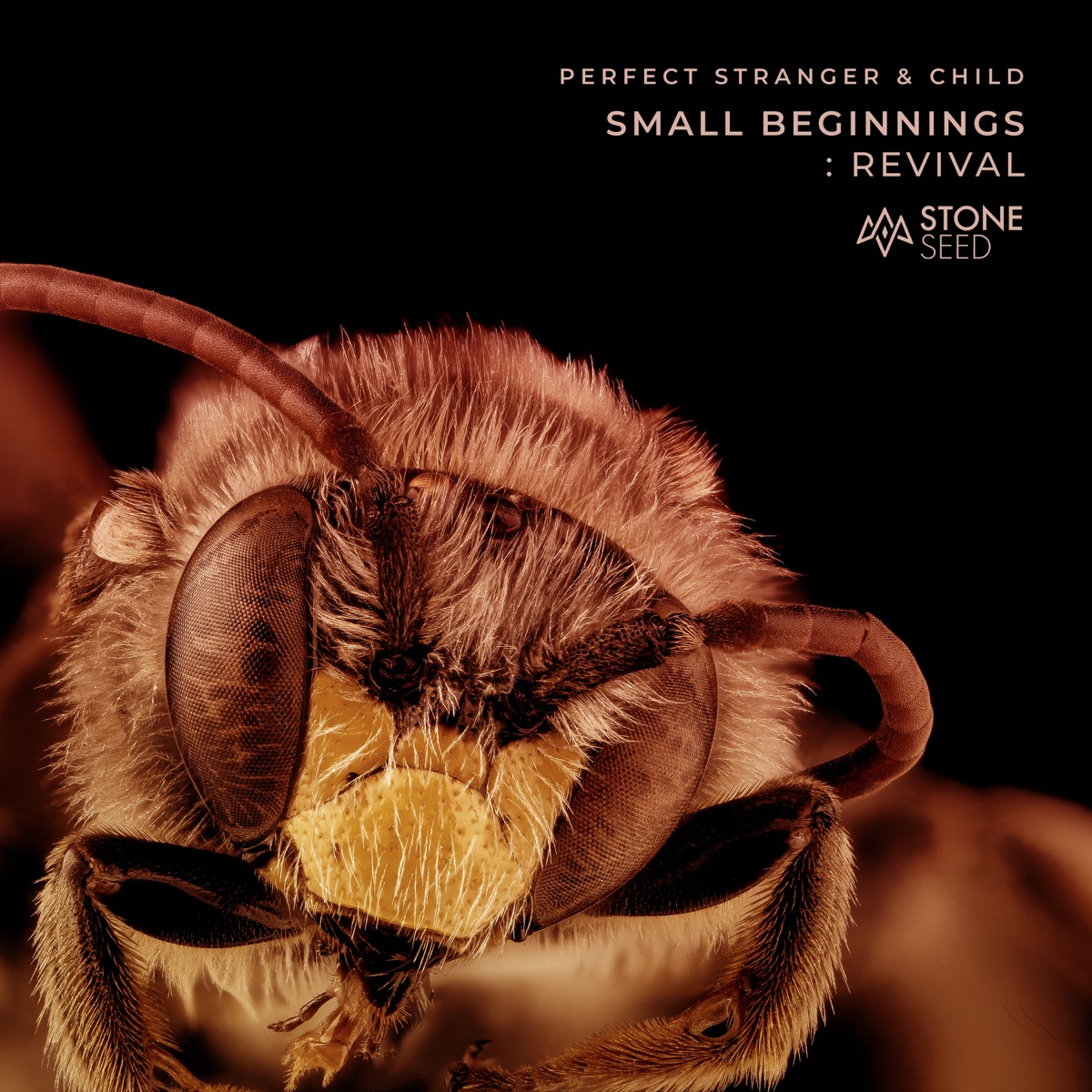 Small Beginnings (Gabriel Moraes Remix) - Single by Gabriel Moraes, Perfect Stranger & Child album cover