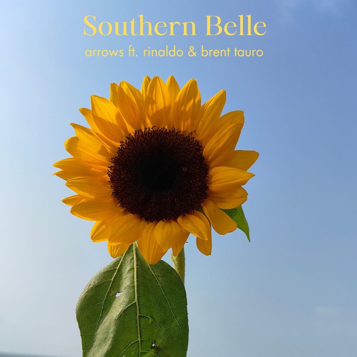 Southern Belle (feat. rinaldo & Brent Tauro) [Acoustic] - Single by Arrows album cover