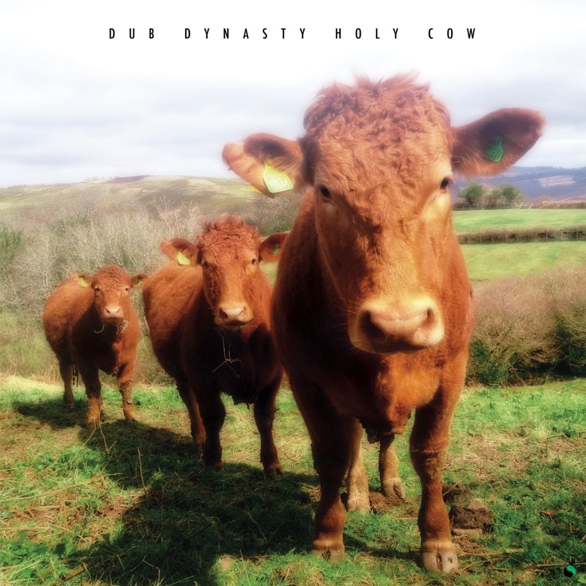 Holy Cow by Dub Dynasty album cover