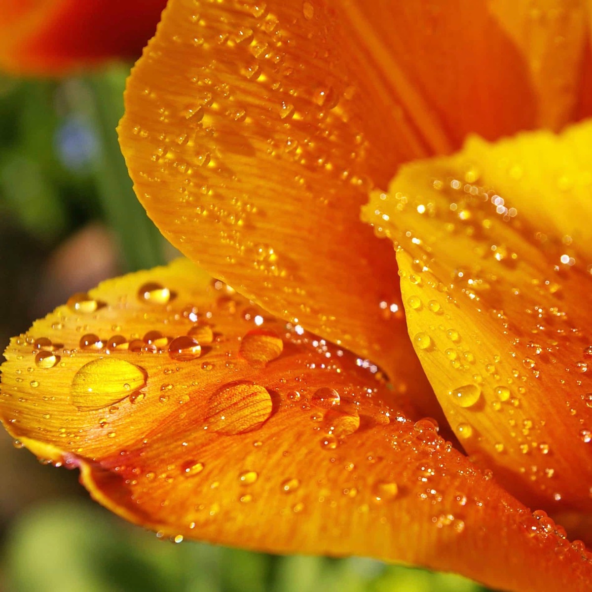 Rain - Healing 432hz Music and Nature Sounds for Relaxation, Deep Sleep and Meditation by Sleep Sounds album cover