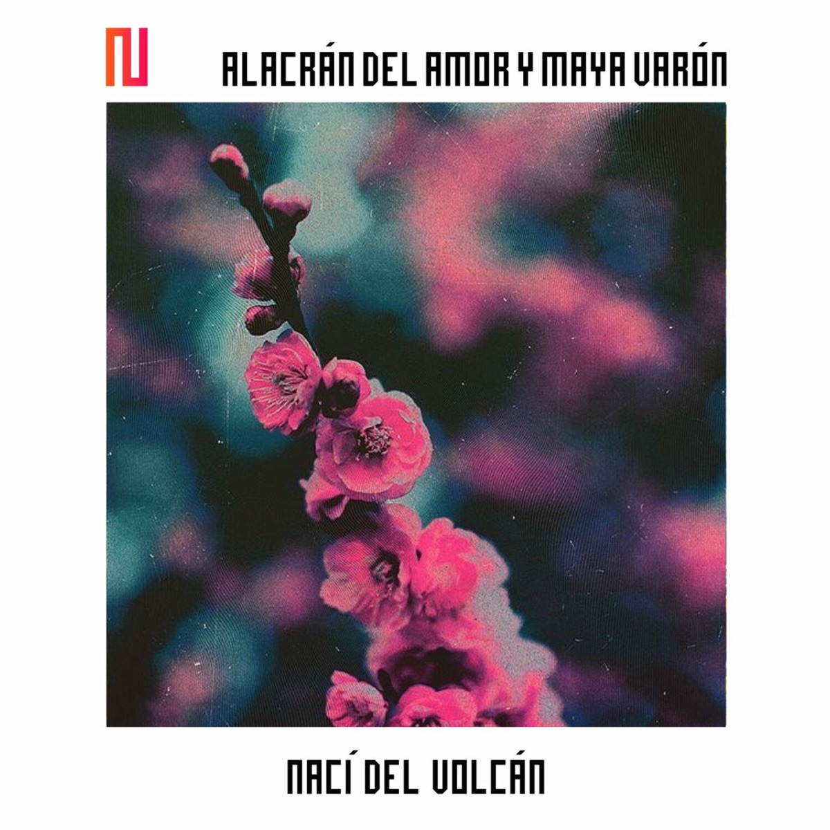 Nací del Volcán - Single by Alacrán del Amor album cover